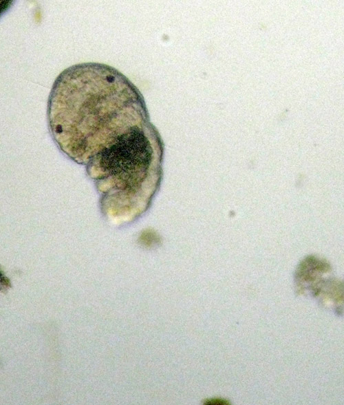 Chaetopterus variopedatus juv?
